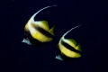   pair Red Sea Banner fish Heniochus intermedius. intermedius). intermedius)  